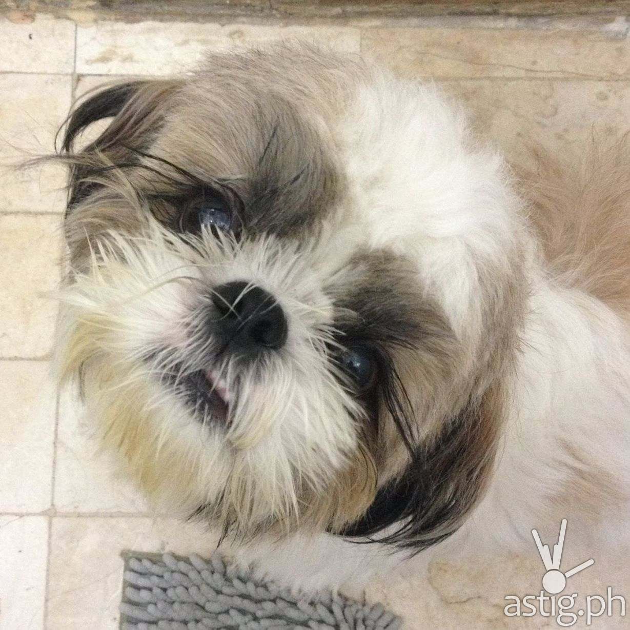 Karen Balce pet dog Tyler died at The Dog Spa & Hotel