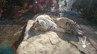 A white tiger in the Everland safari