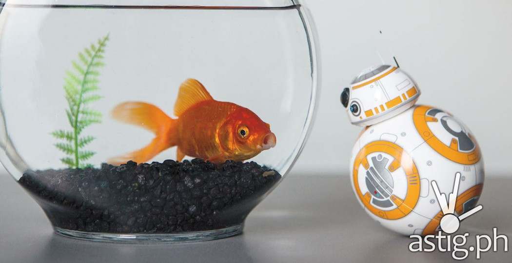 BB8 Droid from Star Wars The Force Awakens