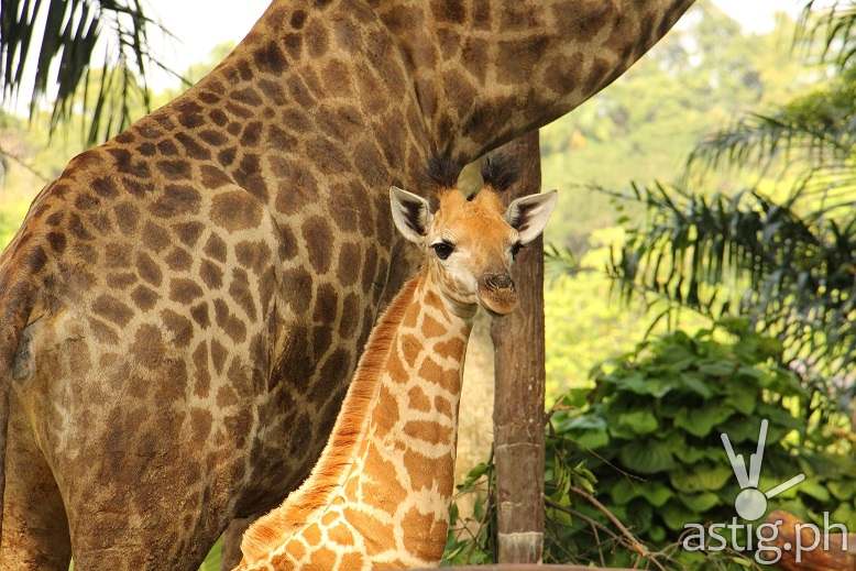 Singapore Zoo SG50 giraffe calf