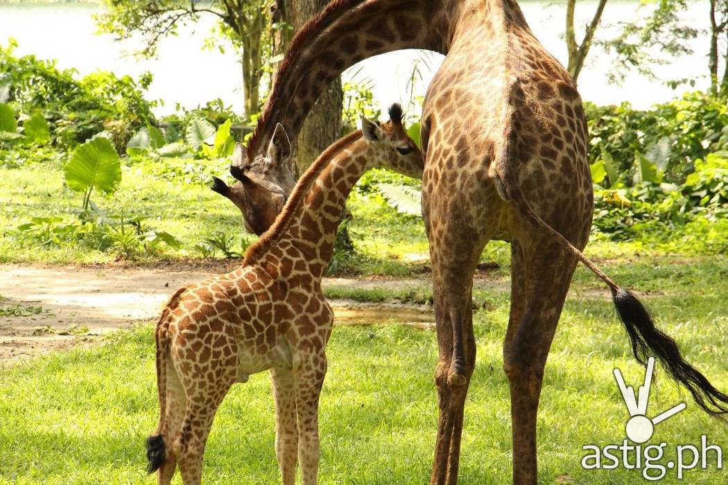 Singapore Zoo SG50 giraffe calf