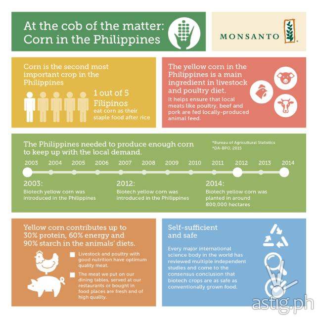 Monsanto corn in the Philippines