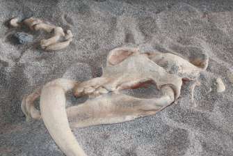 Bone sandbox - Dinosaurs Around The World exhibit - Mind Museum BGC