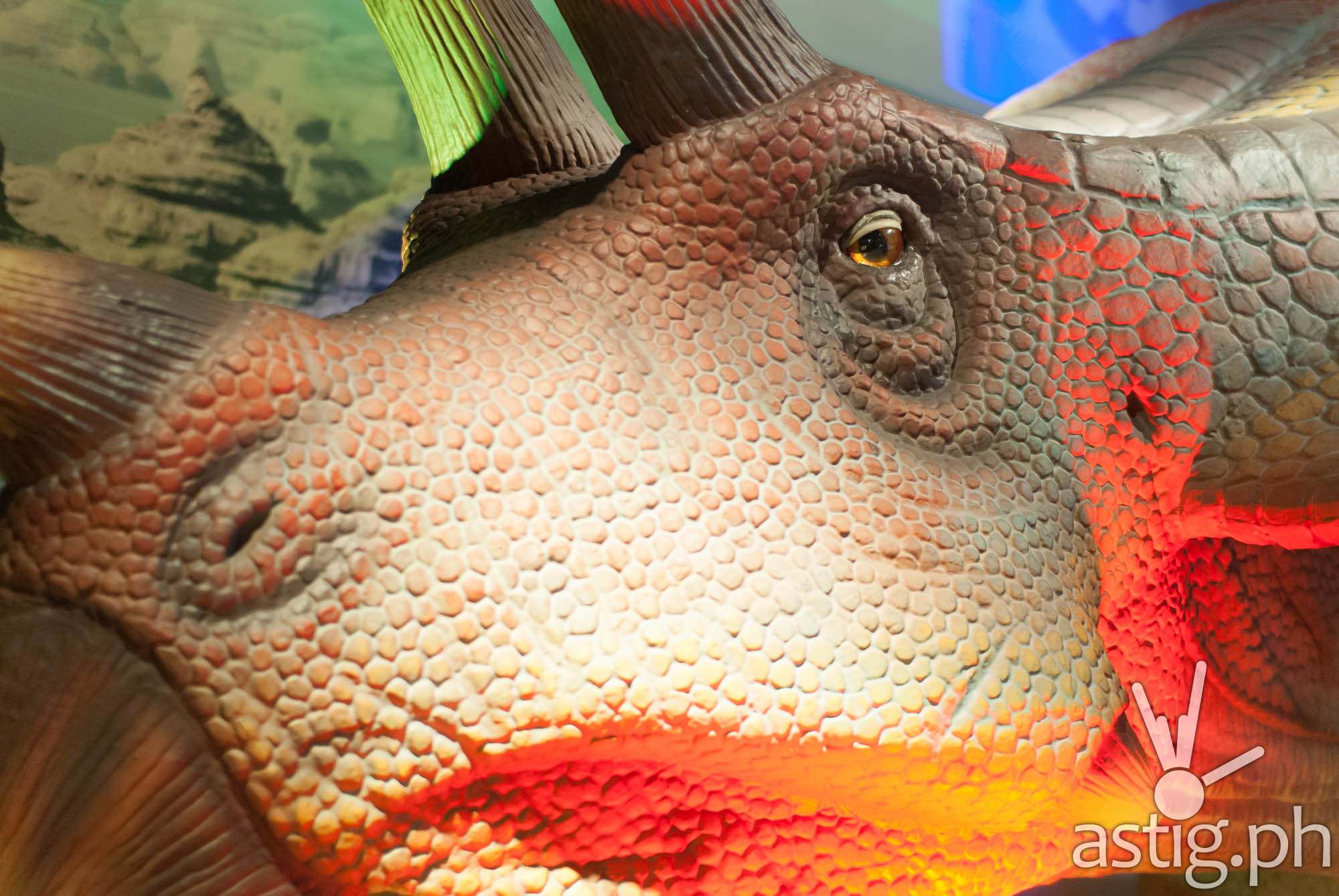 Triceratops - Dinosaurs Around The World exhibit - Mind Museum BGC