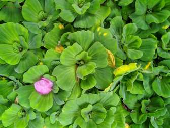 Zenfone Max Pro M2 photo sample - foliage