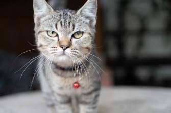 Chicklet the cat 74mm f4 1/160 sec ISO 1250 - Sony A7R III