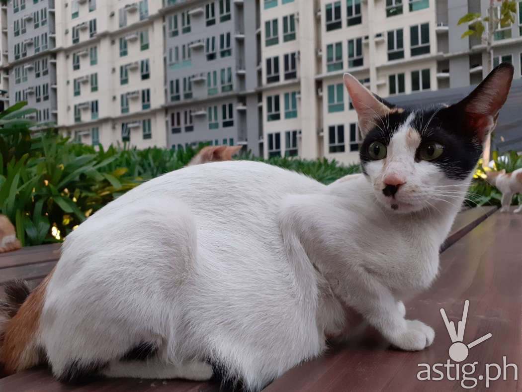 Outdoors sample photo - Samsung Galaxy M20