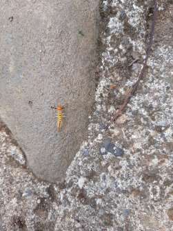 Sample photo - Samsung Galaxy A50