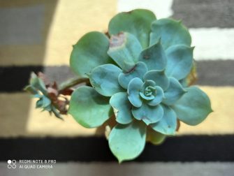 Indoors natural light - Redmi Note 8 Pro (sample photo)