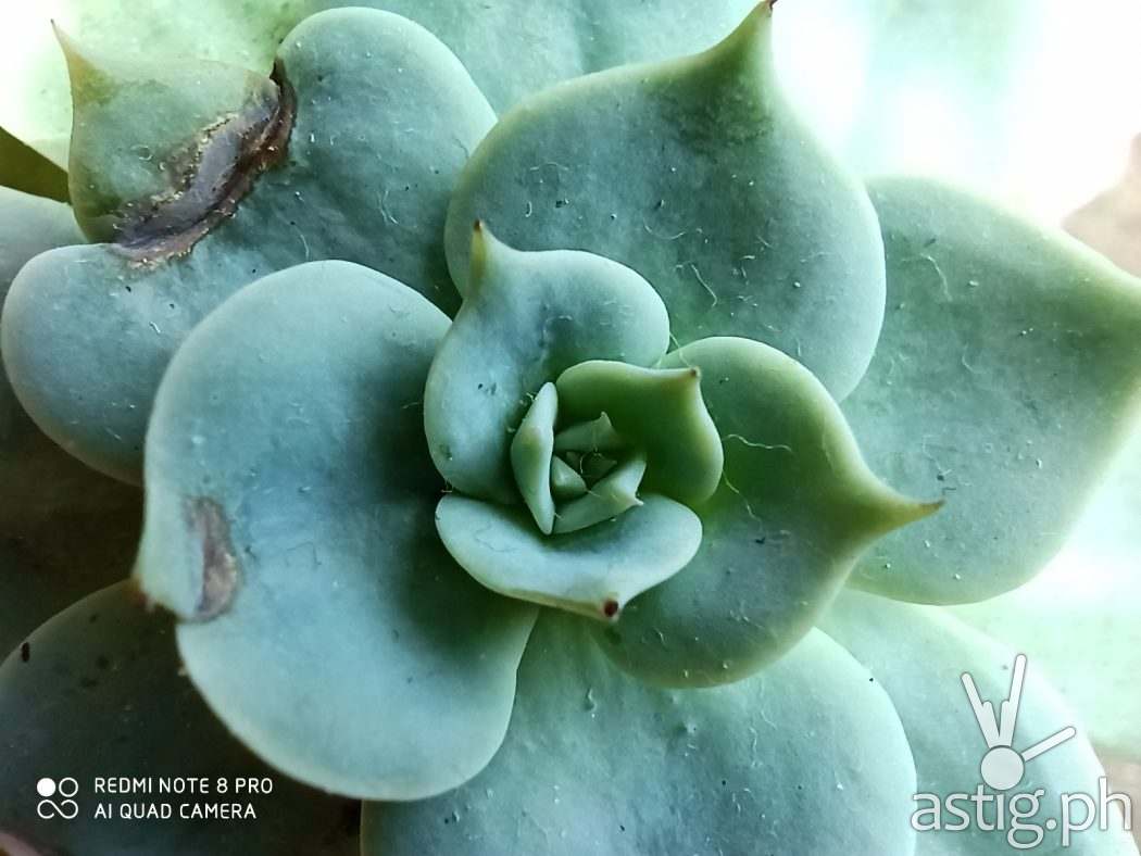 Macro - Redmi Note 8 Pro (sample photo)