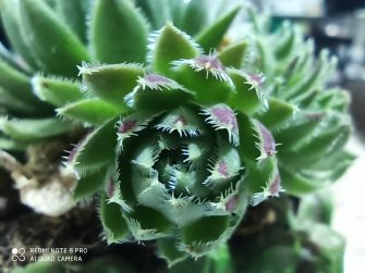 Macro plants - Redmi Note 8 Pro (sample photo)