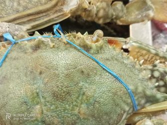 Indoors close-up artificial light - realme C3 sample photo (Philippines)