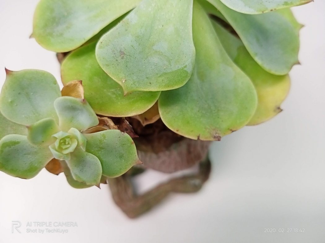 Mixed lighting - realme C3 sample photo (Philippines)