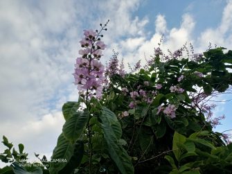 Against the light - realme 6i sample photo