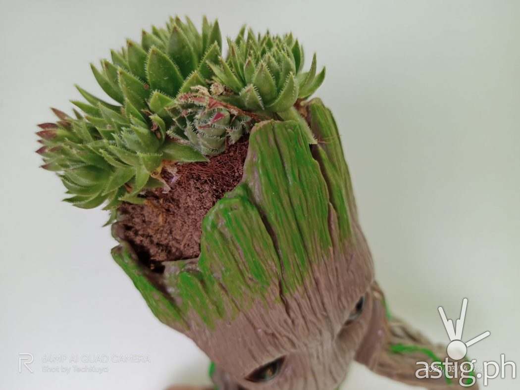 Indoor closeup sample photo - Realme 6 (Philippines)