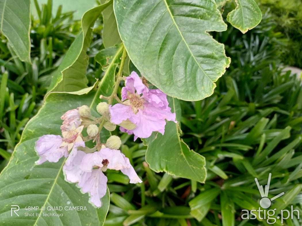 Outdoor natural light - realme 6i sample photo