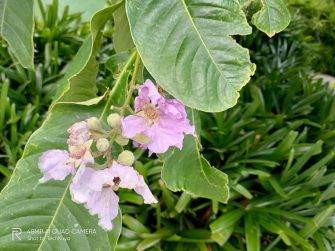 Outdoor natural light - realme 6i sample photo