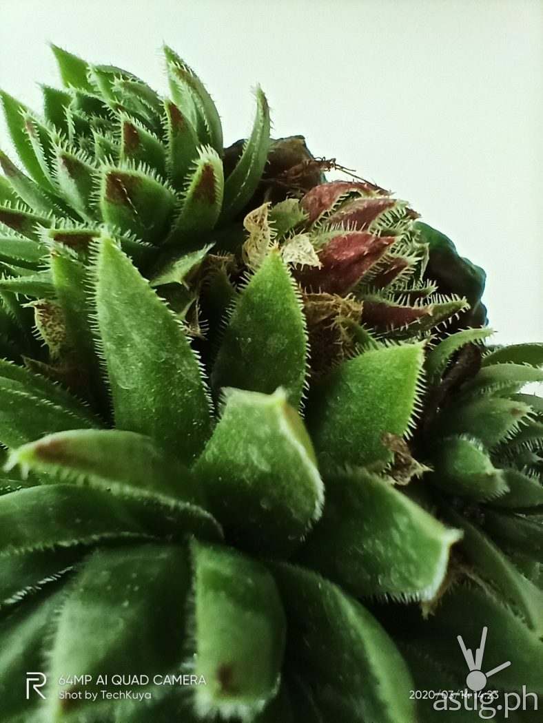 Plants ultra macro sample photo - Realme 6 (Philippines)