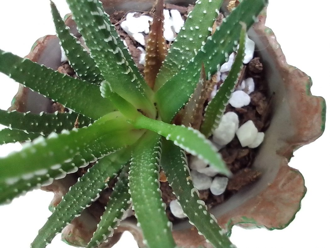 Studio artificial light - Nokia C2 sample photo