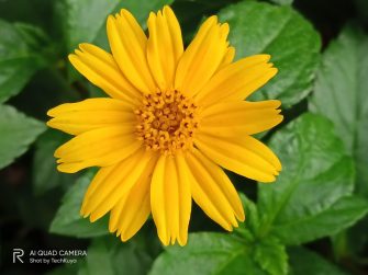 Flower zoom in sample photo - Realme C15