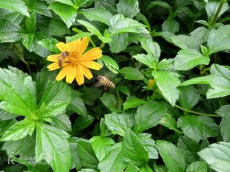 Flowers and bees sample photo - Realme C15