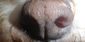 Dog nose macro sample photo - Legion Phone Duel (Philippines)