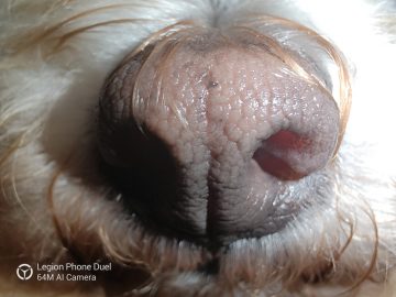 Dog nose macro sample photo - Legion Phone Duel (Philippines)
