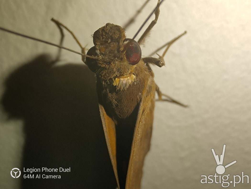 Moth macro low light sample photo - Legion Phone Duel (Philippines)