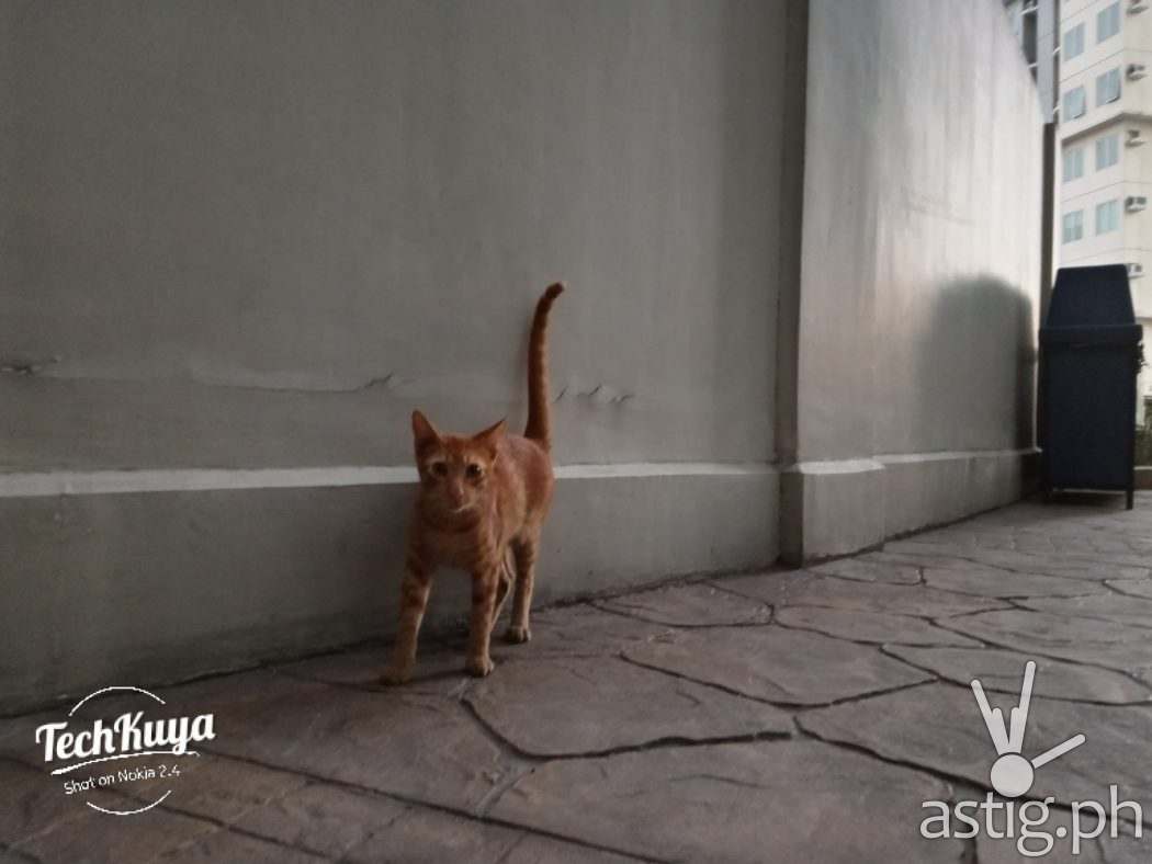 Cat - Nokia 2.4 sample photo (Philippines)