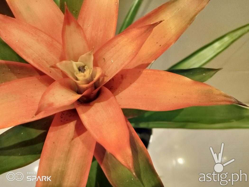 Indoor plants sample photo - TECNO Spark 6 Go (Philippines)