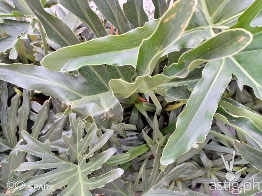 Outdoor plants sample photo - TECNO Spark 6 Go (Philippines)