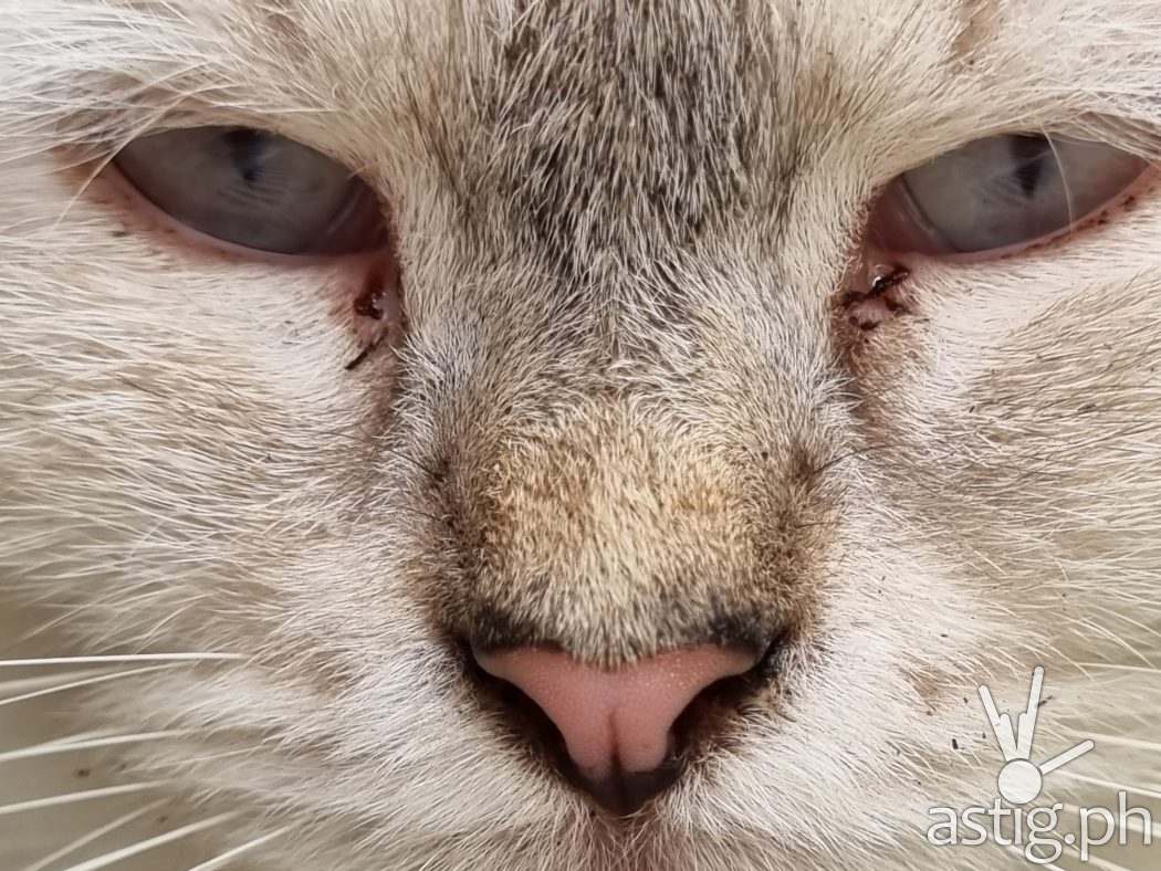 Cat close-up sample photo - Samsung Galaxy S21+ 5G