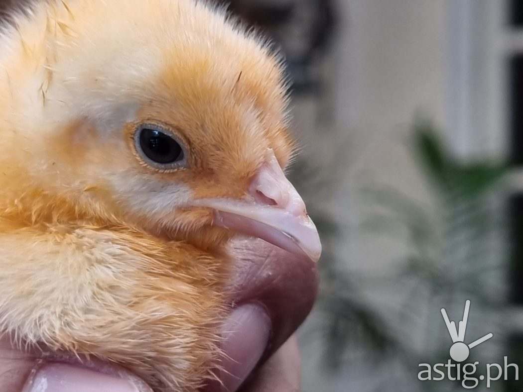 Chick close-up sample photo - Samsung Galaxy S21+ 5G