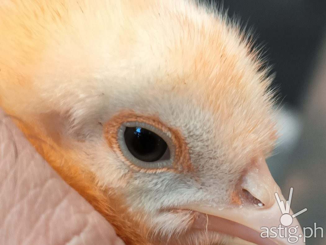 Closeup - OPPO Reno5 5G sample photo (Philippines)