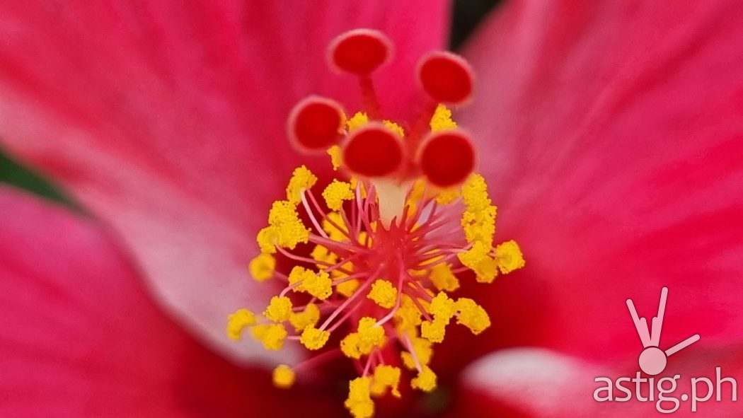 Flower telemacro sample photo - Samsung Galaxy S21+ 5G