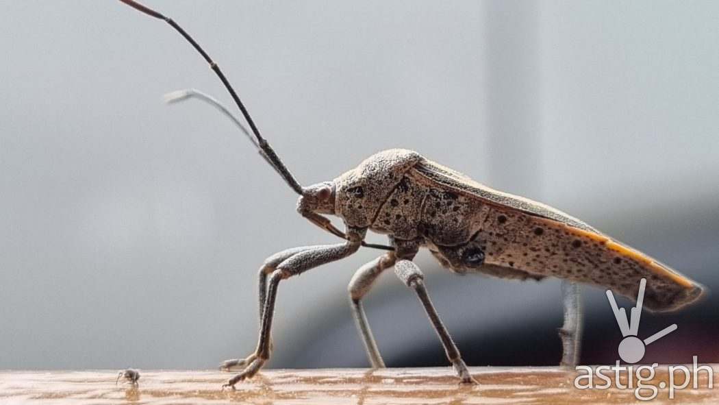 Insect telemacro sample photo - Samsung Galaxy S21+ 5G