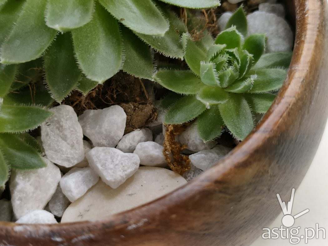 Macro - OPPO Reno5 5G sample photo (Philippines)
