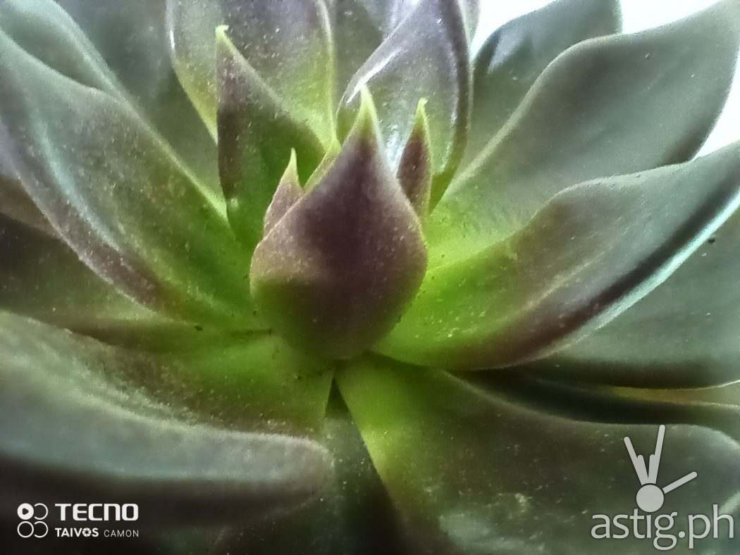 Macro sample photo - TECNO Camon 16