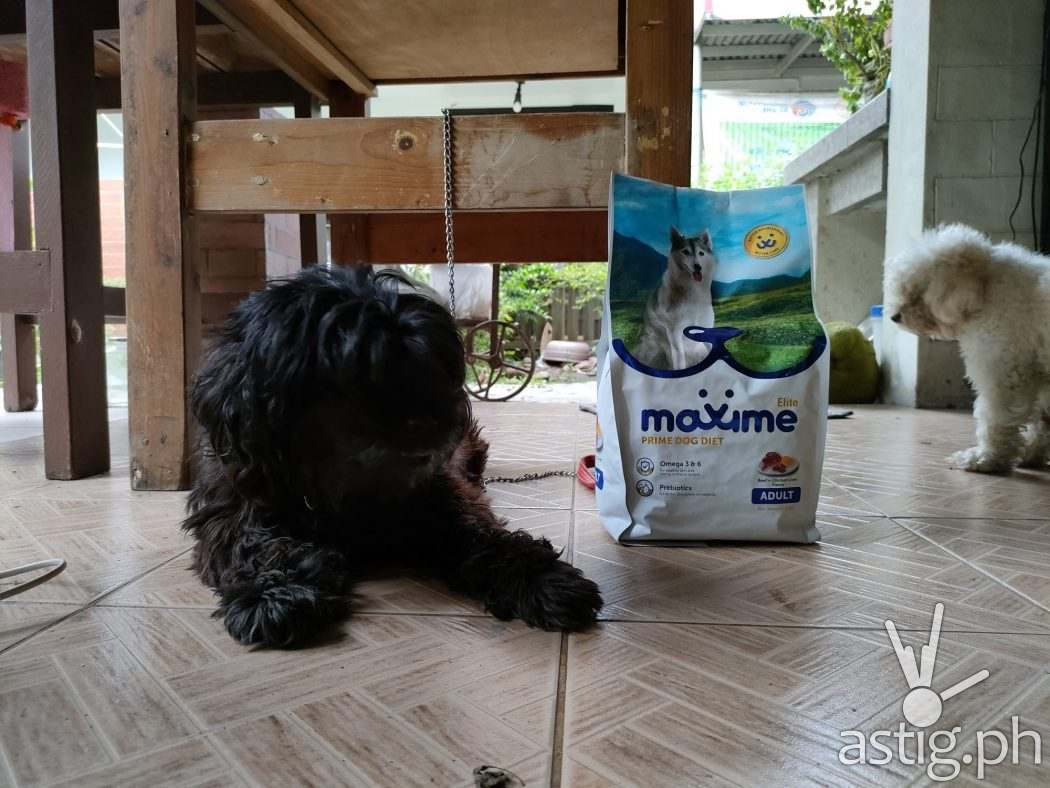 Pets - OPPO Reno5 5G sample photo (Philippines) (7)