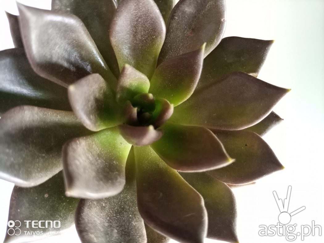 Plants sample photo - TECNO Camon 16