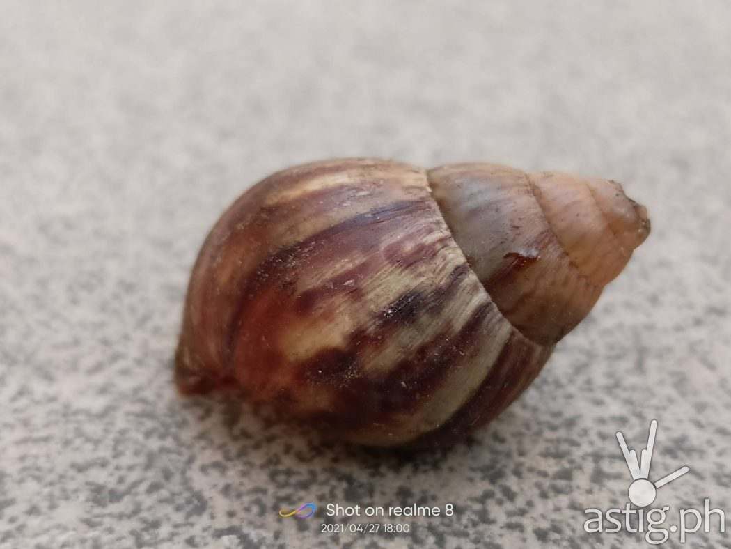 Close-up - realme 8 sample photo