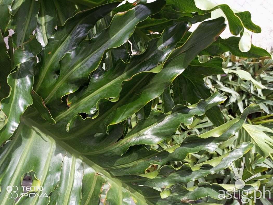 Plants - TECNO POVA 2 sample photo