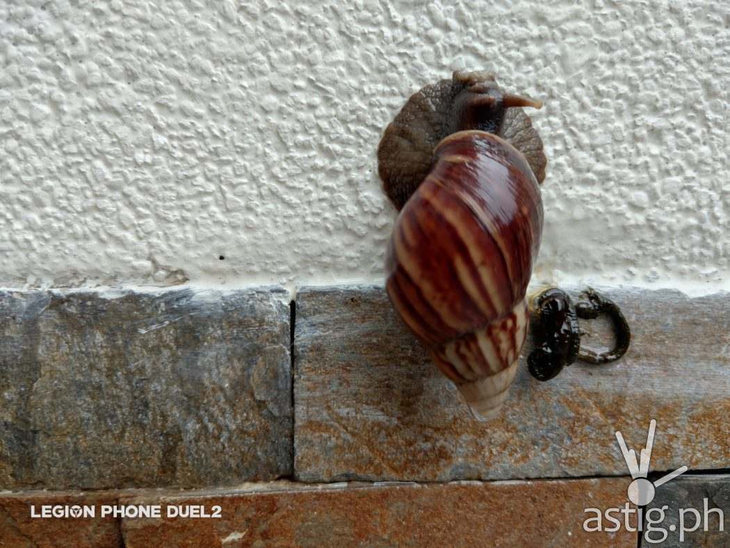 Snail macro - Lenovo Legion Duel 2 sample photo