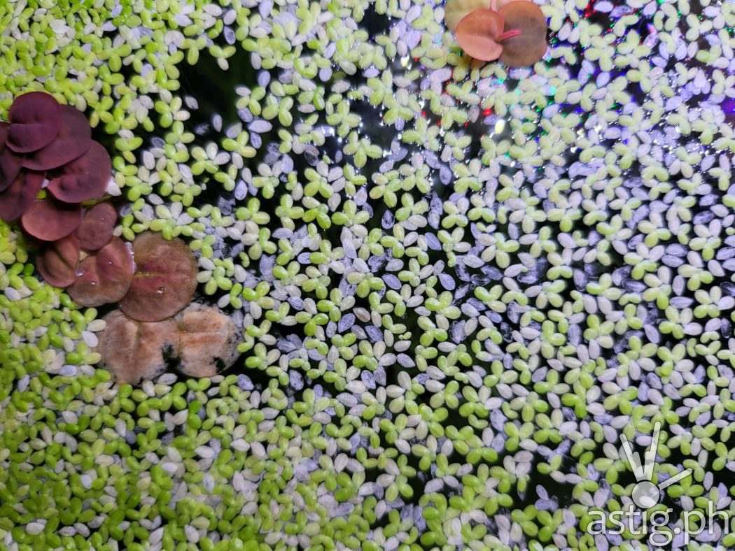 Aquarium - SAMSUNG Galaxy Z Fold3 sample photo